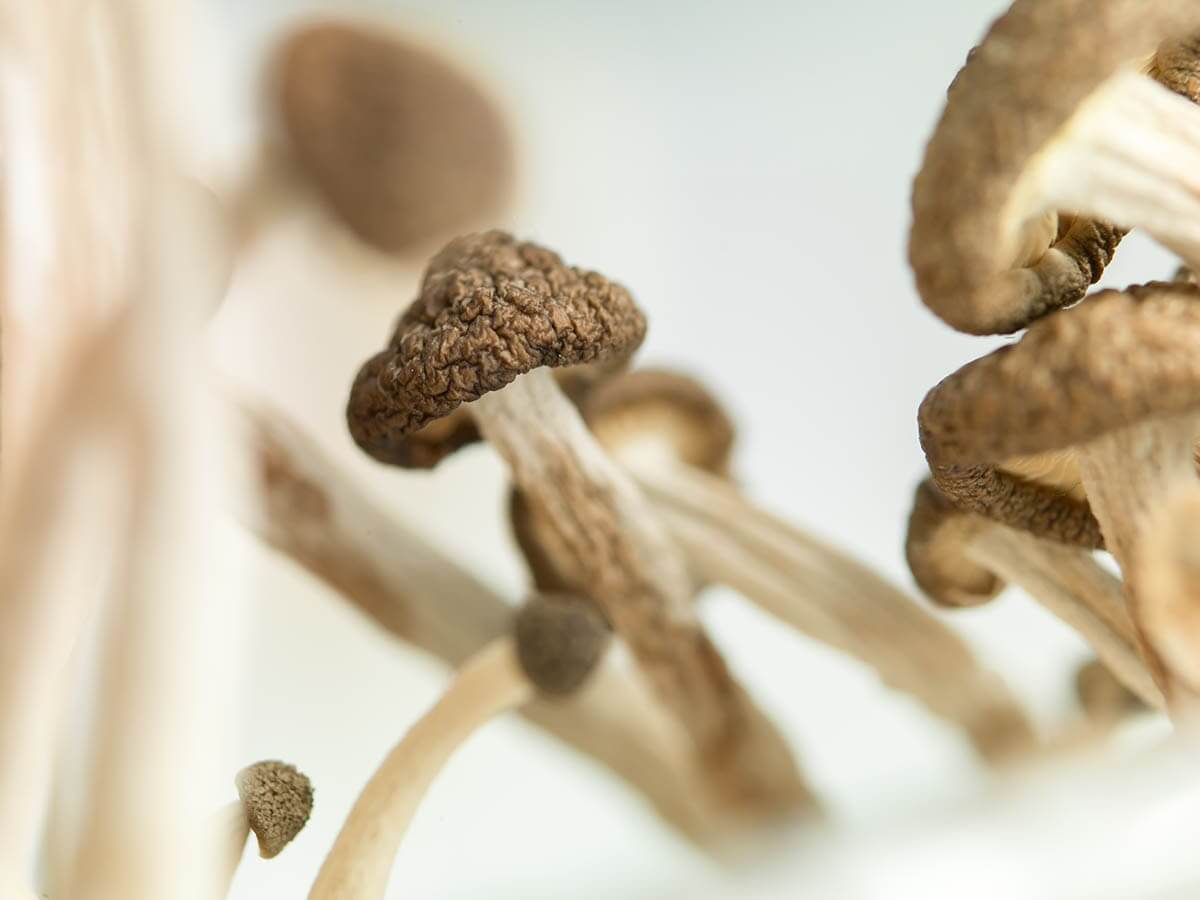 what are magic mushrooms?