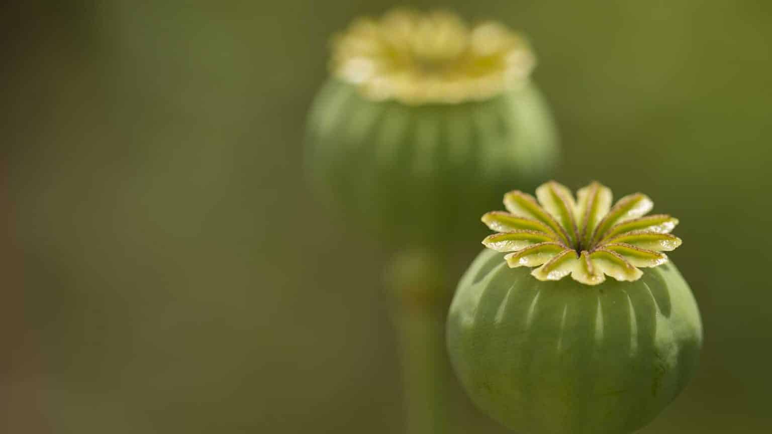 Short-Term Side Effects of Opium Use | Silver Pines